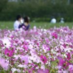 【実録】婚活サイトおすすめ比較ランキング|婚活歴3年半の体験談をもとに徹底解剖!サムネイル