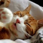 猫好きの彼氏・彼女と出会いたい!出会える場所と付き合う方法!サムネイル