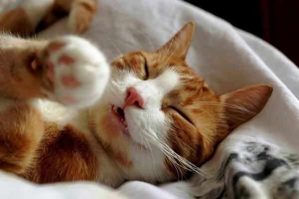 キャッチ画像65202