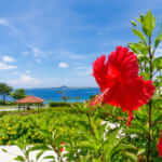 【2025年最新版】沖縄の出会いの場おすすめ22選|BAR、クラブ、相席屋、ナンパスポットまで大特集!サムネイル